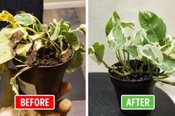 Cây cảnh muốn xanh tốt, nở hoa 'vỡ chậu' không vàng lá, thối rễ: Chỉ cần rắc một nắm này vào chậu hoa