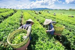 Xuất khẩu chè quý I: Lượng và trị giá giảm, đơn giá bình quân tăng