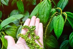 Thị trường chưa sôi động, giá tiêu giữ mốc 66.000 đồng/kg