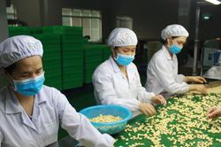 Xuất hiện thêm chiêu lừa xuất khẩu hạt điều