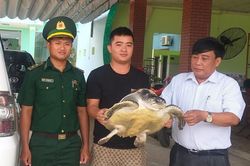 Bình Định thả cá thể đồi mồi dứa quý hiếm về biển