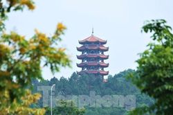 Ngất ngây hoa giáng hương khoe sắc trên 'tọa độ lửa' Ngã ba Đồng Lộc