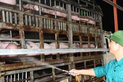 Giá heo hơi tăng từng ngày, quay lại mốc hơn 50.000 đồng/kg