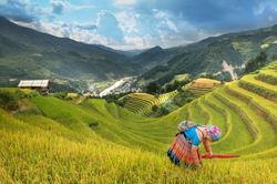 Toàn cầu sẽ 'khát' gạo ở mức chưa từng thấy trong 20 năm