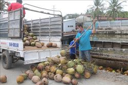 Trà Vinh: Giá dừa khô tăng cao