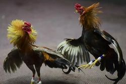 Cãi vã sau trận chọi gà, hai người bị bắn chết