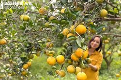 Chuẩn bị tổ chức 'Diễn đàn kết nối tiêu thụ sản phẩm nông sản vùng, miền tại Nghệ An'