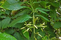 Khám phá loài cây bắt chim Pisonia bí ẩn