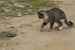 Clip: Mèo trổ tài bắt rắn trong chớp mắt