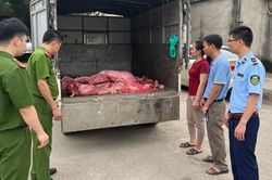 Vận chuyển hơn 2 tạ thịt lợn đang trong quá trình phân hủy, bốc mùi hôi thối đi tiêu thụ