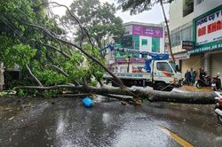 Cây cổ thụ bật gốc, đè người đi đường nguy kịch