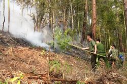 Cháy 6 hecta rừng do người dân đốt lửa tảo mộ