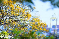 Mùa hoa vàng lim xẹt ở bán đảo Sơn Trà