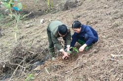 Tuyên Quang: Na Hang hoàn thành hơn 80% kế hoạch trồng rừng năm 2023