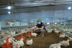 Nuôi gà không khó nhờ có HTX