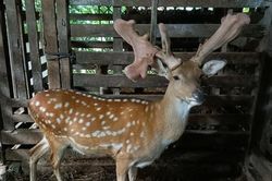 Cận cảnh cặp nhung huơu khủng giúp nông dân 'hốt bạc'