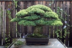 Ngắm cây bonsai gần 400 tuổi vượt qua vụ đánh bom Hiroshima
