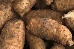 Lên núi tìm củ của loại lan này, vừa giúp trị bệnh vừa hái ra tiền