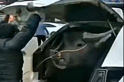 Bất ngờ đại gia để đôi 'trâu mộng' trong cốp ôtô con