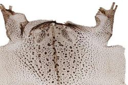 Loài kịch độc ở Việt Nam chứa thứ đáng giá hàng chục triệu/kg