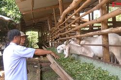 Người chăn nuôi điêu đứng vì dê rớt giá