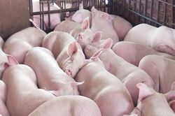 Giá lợn hơi tăng trở lại, dự báo đạt 59.000 đồng/kg