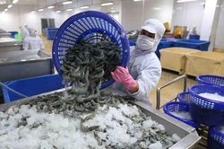 Ngành tôm nâng sức cạnh tranh