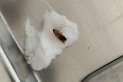 Gắp con gián sống trong tai bé trai 2 tuổi