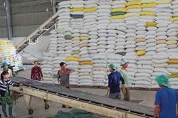 Giá gạo xuất khẩu Việt Nam lên cao nhất 2 năm