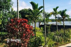 Mỗi lần về…