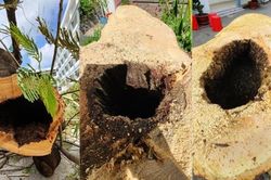 'Bác sĩ' chỉ định chặt bỏ những cây phượng ngoài vỏ xanh tươi, trong mục rỗng