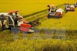 Hiện thực hóa 1 triệu ha lúa chất lượng cao