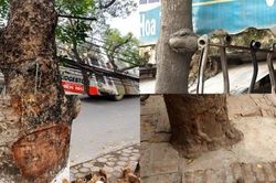 Hà Nội: Nhiều cây xanh 'kêu cứu' vì bị xâm hại