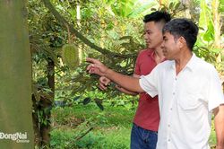 Chuỗi liên kết nông sản đem lại lợi ích kép