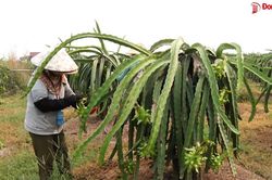 Giá thanh long phục hồi