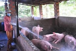 Giá heo hơi có thể tăng lên 60.000 đồng/kg?