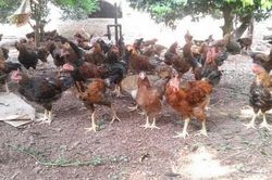 HTX tạo động lực phát triển kinh tế ở vùng cao Yên Lập