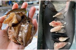 Bào ngư, vi cá mập giá rẻ giật mình, bán tràn 'chợ mạng'