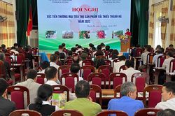 Xúc tiến tiêu thụ khoảng 40 nghìn tấn vải thiều Thanh Hà
