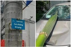 Mặc biển cảnh báo, chủ xe đỗ dưới cây dừa và cái kết