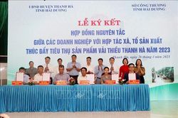 Hải Dương chủ động thị trường tiêu thụ vải thiều