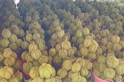 Tạo bước đột phá cho HTX xuất khẩu sầu riêng