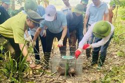 Thả nhiều cá thể động vật hoang dã quý hiếm về rừng tự nhiên