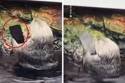 Khách tham quan sở thú làm rơi iPhone, con rái cá nhặt được có hành động cực bất ngờ