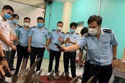 Công an vào cuộc vụ 'xách hộ' sừng tê giác, ngà voi từ Angola về Việt Nam