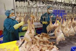 Xuất khẩu thịt gia cầm đã có dấu hiệu hồi phục trở lại