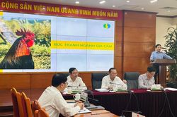 Tìm cách đưa ngành chăn nuôi gia cầm thoát cảnh càng nuôi càng lỗ