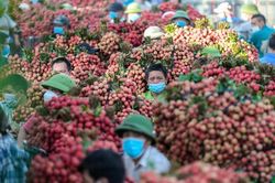 Bắc Giang dự tính xuất 1.500 tấn vải thiều đi Mỹ