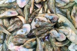 Cá chết kiểu tận diệt trên sông Nước Bươu