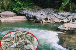 Nước sông Bươu ở huyện vùng cao Quảng Nam ngả màu vàng đục, cá chết hàng loạt